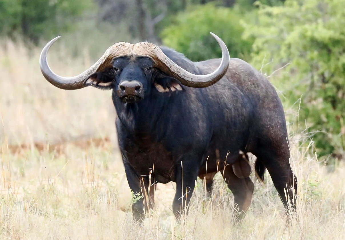 African Buffalo