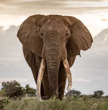 African Elephant