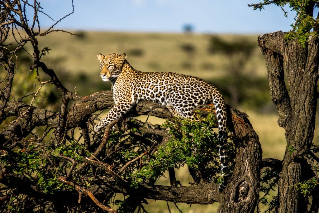 African Leopard