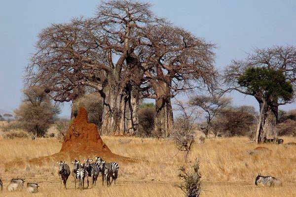 Baobab Trees