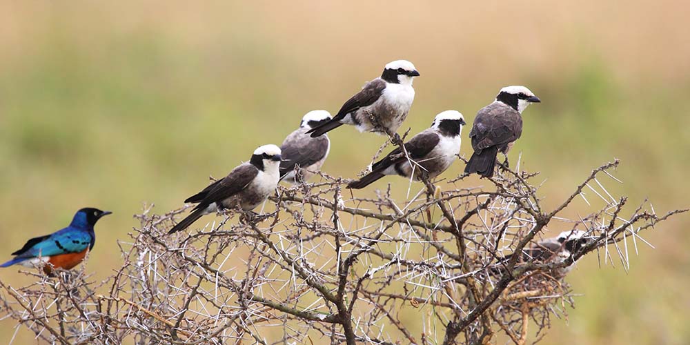 Diverse birdlife in the valley