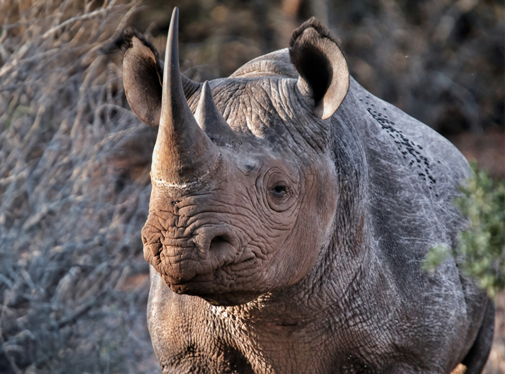 Black Rhinoceros