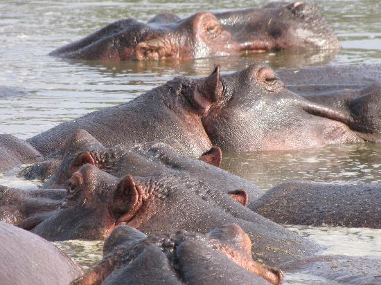 Hippo Pool
