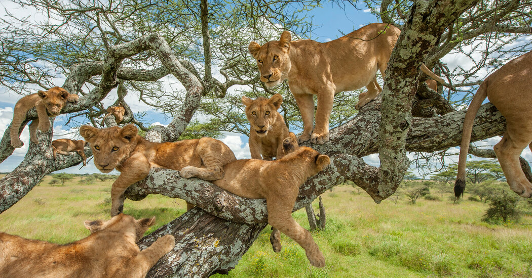 Tree-climbing Lion