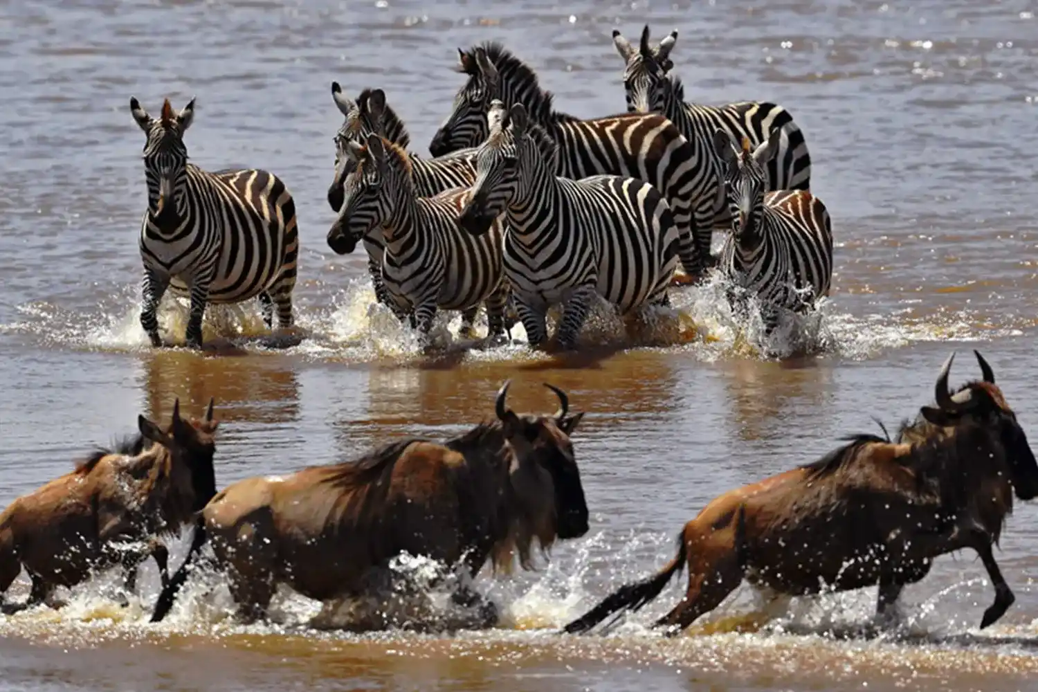 Zebra Migration